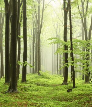 Ключовий-спосіб-боротьби-з-глобальним-потеплінням-дав-зворотній-ефект,-–-вчені