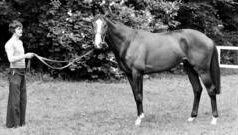 Викрадення Шергара: загадкова крадіжка в історії спорту Викрадення-коня-Шергара:-найзагадковіша-крадіжка-в-історії-спорту