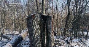 Експосадовця-лісівника з Волині підозрюють у недбалості, що призвела до збитків на понад 5 мільйонів Експосадовця-лісівника-з-Волині-підозрюють-у-недбалості,-що-призвела-до-збитків-на-понад-5-мільйонів