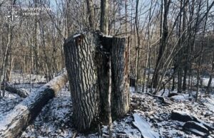 Експосадовця-лісівника з Волині підозрюють у недбалості, що призвела до збитків на понад 5 мільйонів Експосадовця-лісівника-з-Волині-підозрюють-у-недбалості,-що-призвела-до-збитків-на-понад-5-мільйонів