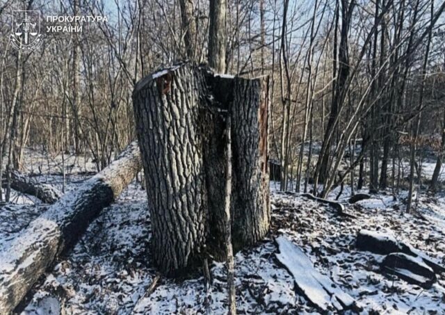 Експосадовця-лісівника з Волині підозрюють у недбалості, що призвела до збитків на понад 5 мільйонів Експосадовця-лісівника-з-Волині-підозрюють-у-недбалості,-що-призвела-до-збитків-на-понад-5-мільйонів
