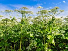 Ворог не пройде: в Росії створять реєстр “рослин-іноагентів” Ворог-не-пройде:-в-Росії-створять-реєстр-“рослин-іноагентів”