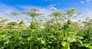 Ворог не пройде: в Росії створять реєстр “рослин-іноагентів” Ворог-не-пройде:-в-Росії-створять-реєстр-“рослин-іноагентів”