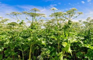 Ворог не пройде: в Росії створять реєстр “рослин-іноагентів” Ворог-не-пройде:-в-Росії-створять-реєстр-“рослин-іноагентів”