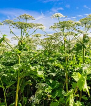 Ворог-не-пройде:-в-Росії-створять-реєстр-“рослин-іноагентів”