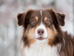 Чому собаки кладуть лапи на людину: дресирувальниця пояснила, що означає цей жест Чому-собаки-кладуть-лапи-на-людину:-дресирувальниця-пояснила,-що-означає-цей-жест