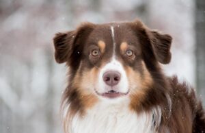 Чому собаки кладуть лапи на людину: дресирувальниця пояснила, що означає цей жест Чому-собаки-кладуть-лапи-на-людину:-дресирувальниця-пояснила,-що-означає-цей-жест