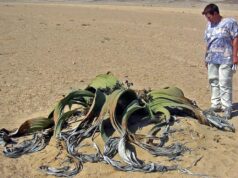 Довша за синього кита і “п’є” туман: цю рослину називають “живою копалиною”, і ось чому Довша-за-синього-кита-і-“п’є”-туман:-цю-рослину-називають-“живою-копалиною”,-і-ось-чому