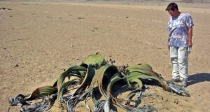 Довша за синього кита і “п’є” туман: цю рослину називають “живою копалиною”, і ось чому Довша-за-синього-кита-і-“п’є”-туман:-цю-рослину-називають-“живою-копалиною”,-і-ось-чому