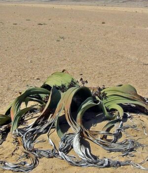 Довша-за-синього-кита-і-“п’є”-туман:-цю-рослину-називають-“живою-копалиною”,-і-ось-чому