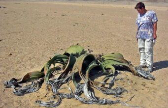 Довша за синього кита і “п’є” туман: цю рослину називають “живою копалиною”, і ось чому Довша-за-синього-кита-і-“п’є”-туман:-цю-рослину-називають-“живою-копалиною”,-і-ось-чому