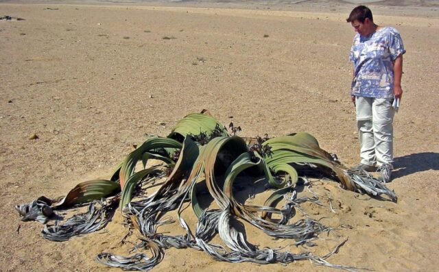 Довша за синього кита і “п’є” туман: цю рослину називають “живою копалиною”, і ось чому Довша-за-синього-кита-і-“п’є”-туман:-цю-рослину-називають-“живою-копалиною”,-і-ось-чому