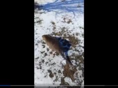 На Одещині спіймали великого гризуна з Південної Америки На-Одещині-спіймали-великого-гризуна-з-Південної-Америки