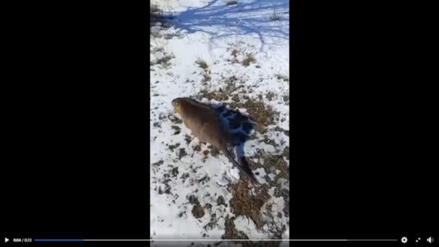 На Одещині спіймали великого гризуна з Південної Америки На-Одещині-спіймали-великого-гризуна-з-Південної-Америки