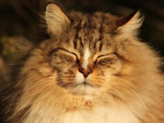 Україну розігріє до +13°: синоптик розказав, коли погода покращиться Україну-розігріє-до-+13°:-синоптик-розказав,-коли-погода-покращиться