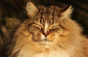 Україну розігріє до +13°: синоптик розказав, коли погода покращиться Україну-розігріє-до-+13°:-синоптик-розказав,-коли-погода-покращиться