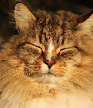 Україну-розігріє-до-+13°:-синоптик-розказав,-коли-погода-покращиться