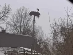 На Рівненщині помітили перших лелек у 2026 році На Рівненщині помітили перших лелек у 2026 році