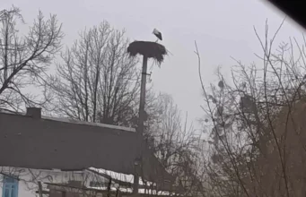 На Рівненщині помітили перших лелек у 2026 році На Рівненщині помітили перших лелек у 2026 році