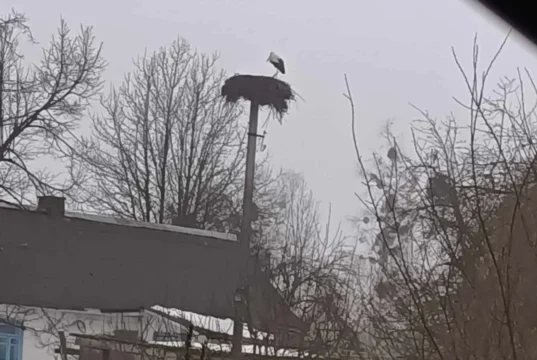 На Рівненщині помітили перших лелек у 2026 році На Рівненщині помітили перших лелек у 2026 році