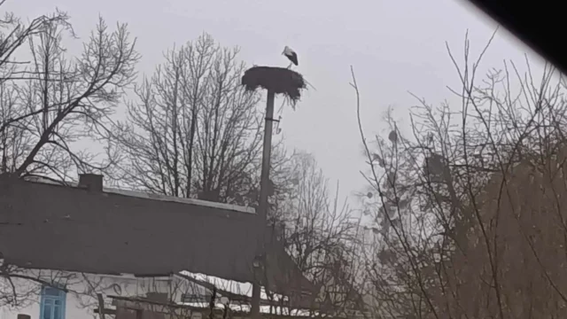 На Рівненщині помітили перших лелек у 2026 році На Рівненщині помітили перших лелек у 2026 році