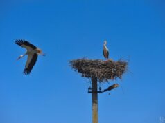 Оминають Чорне море: науковець розповів про особливості повернення лелек до України Оминають-Чорне-море:-науковець-розповів-про-особливості-повернення-лелек-до-України