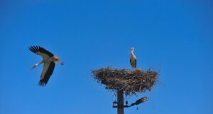 Оминають Чорне море: науковець розповів про особливості повернення лелек до України Оминають-Чорне-море:-науковець-розповів-про-особливості-повернення-лелек-до-України