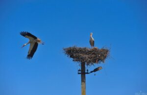 Оминають Чорне море: науковець розповів про особливості повернення лелек до України Оминають-Чорне-море:-науковець-розповів-про-особливості-повернення-лелек-до-України