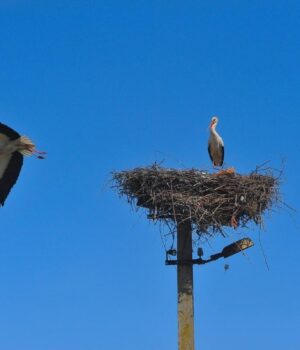 Оминають-Чорне-море:-науковець-розповів-про-особливості-повернення-лелек-до-України Оминають-Чорне-море:-науковець-розповів-про-особливості-повернення-лелек-до-України