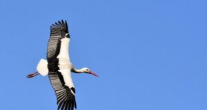 Лелеки повертаються в Україну: орнітологи зафіксували перших птахів Лелеки-повертаються-в-Україну:-орнітологи-зафіксували-перших-птахів