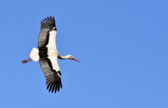 Лелеки повертаються в Україну: орнітологи зафіксували перших птахів Лелеки-повертаються-в-Україну:-орнітологи-зафіксували-перших-птахів