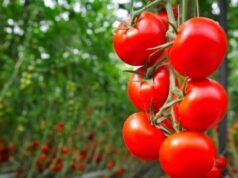 Учені створили помідори з ароматом попкорну: що відомо про новий сорт Учені-створили-помідори-з-ароматом-попкорну:-що-відомо-про-новий-сорт