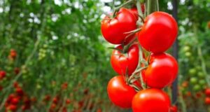 Учені створили помідори з ароматом попкорну: що відомо про новий сорт Учені-створили-помідори-з-ароматом-попкорну:-що-відомо-про-новий-сорт