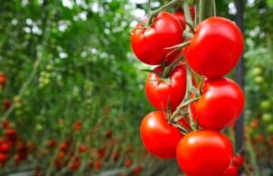 Учені створили помідори з ароматом попкорну: що відомо про новий сорт Учені-створили-помідори-з-ароматом-попкорну:-що-відомо-про-новий-сорт
