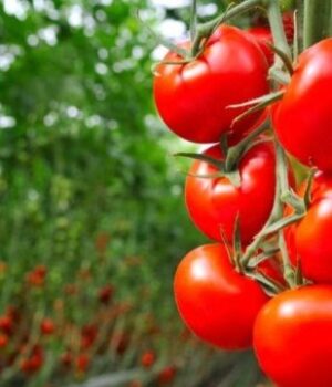 Учені-створили-помідори-з-ароматом-попкорну:-що-відомо-про-новий-сорт Учені-створили-помідори-з-ароматом-попкорну:-що-відомо-про-новий-сорт