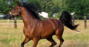 Унікальне явище у тваринному світі: вчені з’ясували, як ірже кінь Унікальне-явище-у-тваринному-світі:-вчені-з’ясували,-як-ірже-кінь