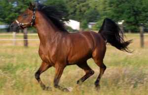 Унікальне явище у тваринному світі: вчені з’ясували, як ірже кінь Унікальне-явище-у-тваринному-світі:-вчені-з’ясували,-як-ірже-кінь