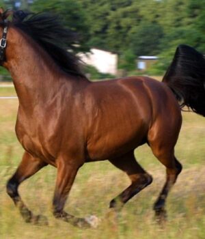 Унікальне-явище-у-тваринному-світі:-вчені-з’ясували,-як-ірже-кінь