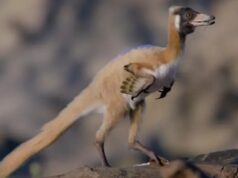 Важив менш як кілограм: учені знайшли рештки унікального динозавра, яким 90 мільйонів років Важив-менш-як-кілограм:-учені-знайшли-рештки-унікального-динозавра,-яким-90-мільйонів-років