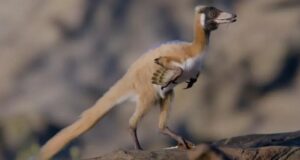 Важив менш як кілограм: учені знайшли рештки унікального динозавра, яким 90 мільйонів років Важив-менш-як-кілограм:-учені-знайшли-рештки-унікального-динозавра,-яким-90-мільйонів-років