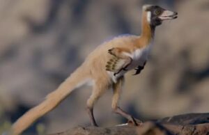 Важив менш як кілограм: учені знайшли рештки унікального динозавра, яким 90 мільйонів років Важив-менш-як-кілограм:-учені-знайшли-рештки-унікального-динозавра,-яким-90-мільйонів-років