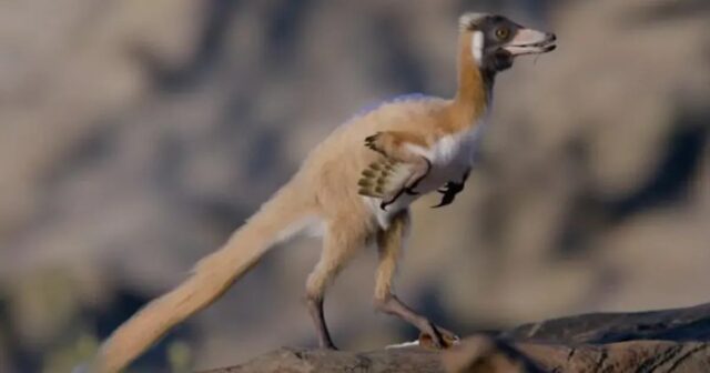 Важив менш як кілограм: учені знайшли рештки унікального динозавра, яким 90 мільйонів років Важив-менш-як-кілограм:-учені-знайшли-рештки-унікального-динозавра,-яким-90-мільйонів-років