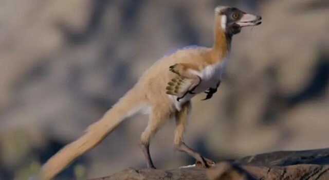 Важив менш як кілограм: учені знайшли рештки унікального динозавра, яким 90 мільйонів років Важив-менш-як-кілограм:-учені-знайшли-рештки-унікального-динозавра,-яким-90-мільйонів-років