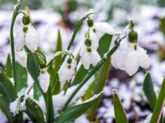 До -13° і знову мокрий сніг: синоптик рдав невтішний прогноз на березень До-13°-і-знову-мокрий-сніг:-синоптик-рдав-невтішний-прогноз-на-березень