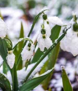 До-13°-і-знову-мокрий-сніг:-синоптик-рдав-невтішний-прогноз-на-березень