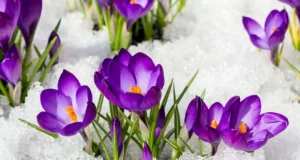 Перший день весни в Україні: хмарна, але тепла погода Перший-день-весни-в-Україні-буде-хмарним,-але-теплим-до-+13°