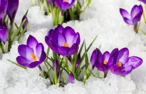 Перший день весни в Україні: хмарна, але тепла погода Перший-день-весни-в-Україні-буде-хмарним,-але-теплим-до-+13°