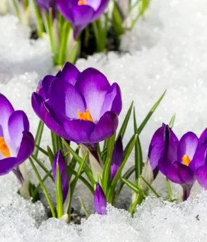 Перший-день-весни-в-Україні-буде-хмарним,-але-теплим-до-+13°