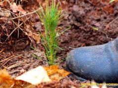 На Волині засадять лісом понад 800 гектарів На-Волині-засадять-лісом-понад-800-гектарів