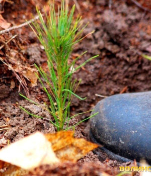 На-Волині-засадять-лісом-понад-800-гектарів На-Волині-засадять-лісом-понад-800-гектарів